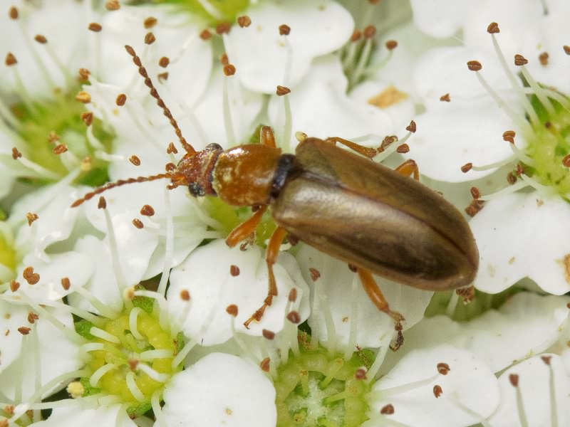 Orsodacne cerasi (Linnaeus, 1758)